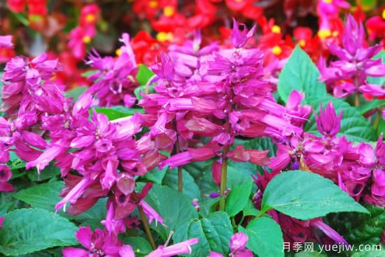100種常見(jiàn)花卉的栽培大全，送給愛(ài)養花的你(圖20)