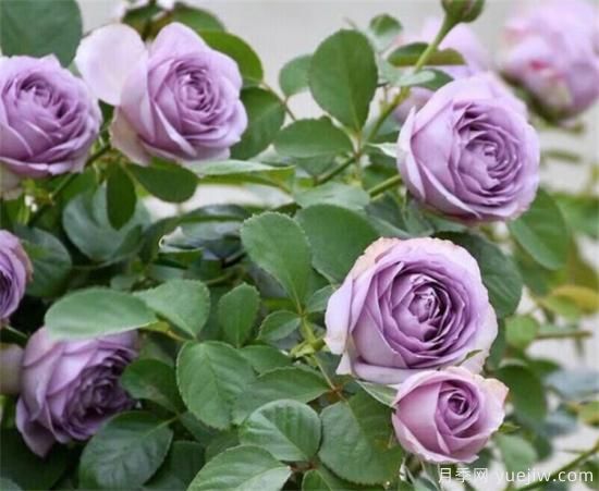 紫色月季花有哪些品種？分享30款紫色月季(圖2)