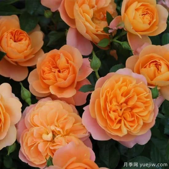 精挑推薦十個(gè)月季花品種，爭奇斗艷形態(tài)顏色各異(圖1)