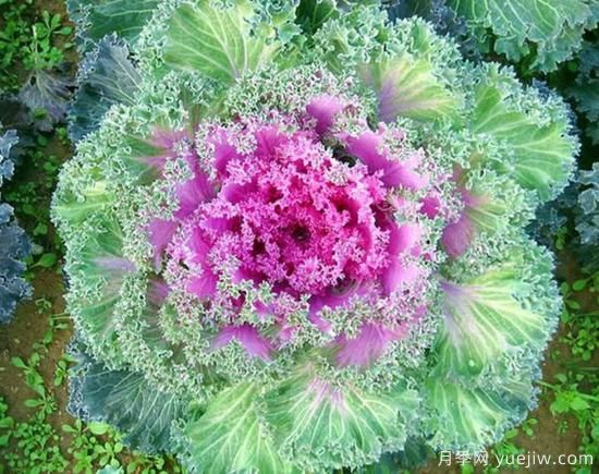 100種常見(jiàn)花卉的栽培大全，送給愛(ài)養花的你(圖23)