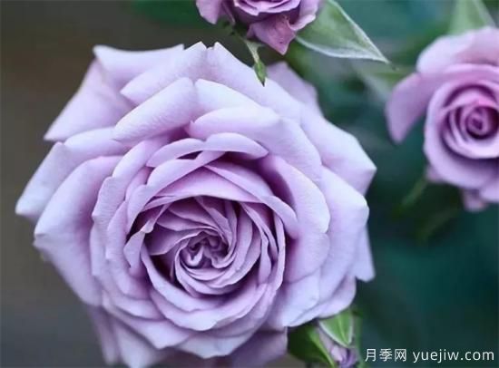 紫色月季花有哪些品種？分享30款紫色月季(圖1)