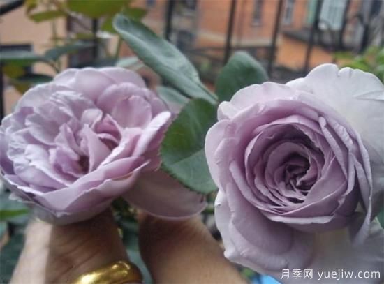 紫色月季花有哪些品種？分享30款紫色月季(圖3)