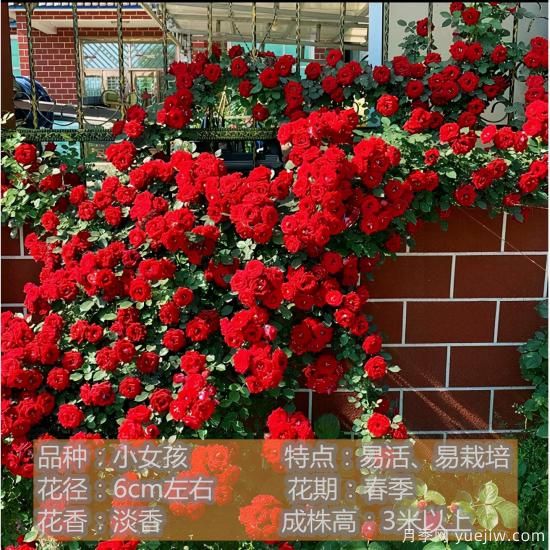 精挑推薦十個(gè)月季花品種，爭奇斗艷形態(tài)顏色各異(圖2)