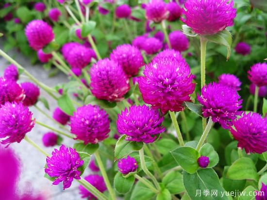 100種常見(jiàn)花卉的栽培大全，送給愛(ài)養花的你(圖25)