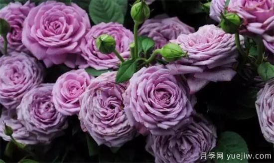 紫色月季花有哪些品種？分享30款紫色月季(圖5)