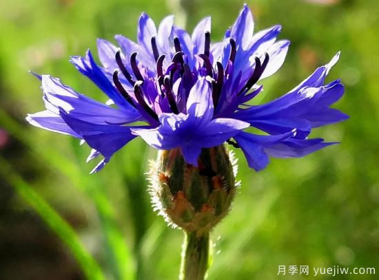 100種常見(jiàn)花卉的栽培大全，送給愛(ài)養花的你(圖26)