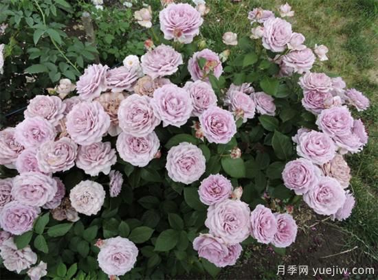 紫色月季花有哪些品種？分享30款紫色月季(圖7)