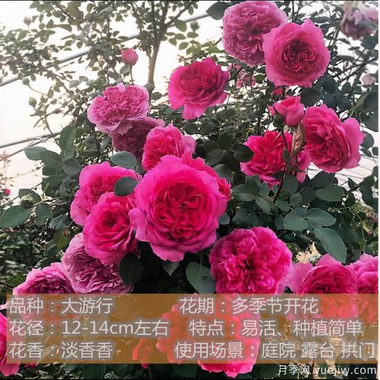 精挑推薦十個(gè)月季花品種，爭奇斗艷形態(tài)顏色各異(圖4)