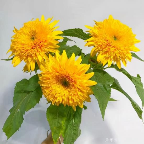100種常見(jiàn)花卉的栽培大全，送給愛(ài)養花的你(圖27)
