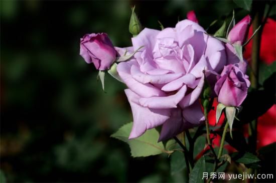 紫色月季花有哪些品種？分享30款紫色月季(圖8)