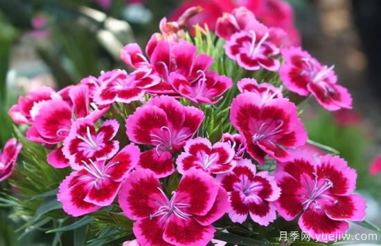 100種常見(jiàn)花卉的栽培大全，送給愛(ài)養花的你(圖28)