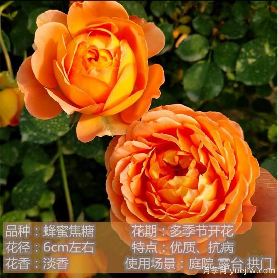 精挑推薦十個(gè)月季花品種，爭奇斗艷形態(tài)顏色各異(圖5)