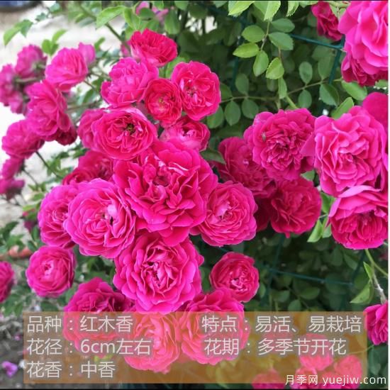 精挑推薦十個(gè)月季花品種，爭奇斗艷形態(tài)顏色各異(圖6)