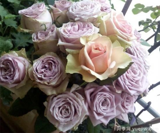 紫色月季花有哪些品種？分享30款紫色月季(圖10)