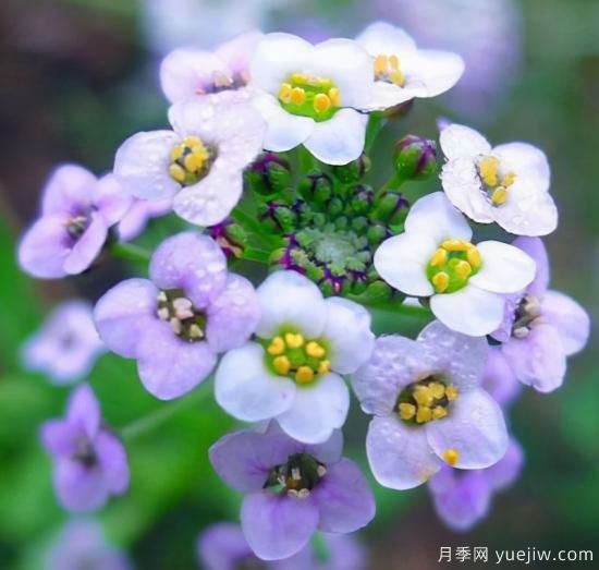 100種常見(jiàn)花卉的栽培大全，送給愛(ài)養花的你(圖29)