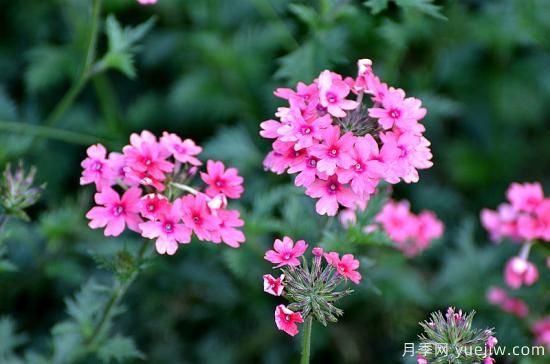100種常見(jiàn)花卉的栽培大全，送給愛(ài)養花的你(圖30)