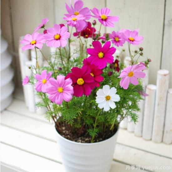 100種常見(jiàn)花卉的栽培大全，送給愛(ài)養花的你(圖31)