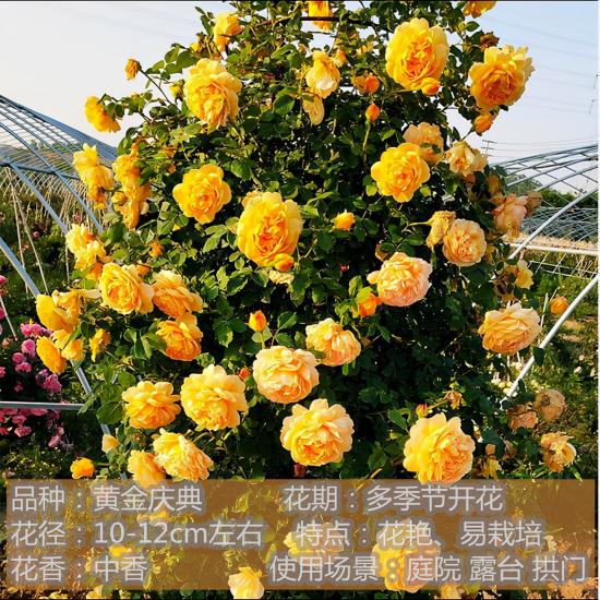 精挑推薦十個(gè)月季花品種，爭奇斗艷形態(tài)顏色各異(圖7)