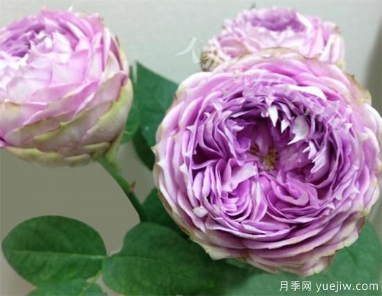 紫色月季花有哪些品種？分享30款紫色月季(圖11)