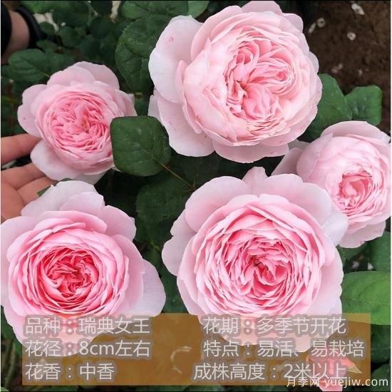 精挑推薦十個(gè)月季花品種，爭奇斗艷形態(tài)顏色各異(圖8)