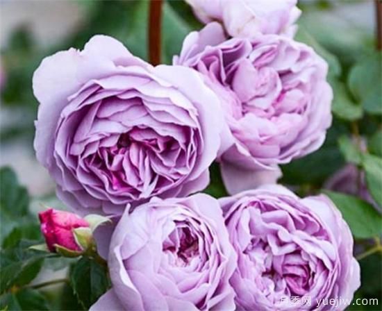 紫色月季花有哪些品種？分享30款紫色月季(圖12)