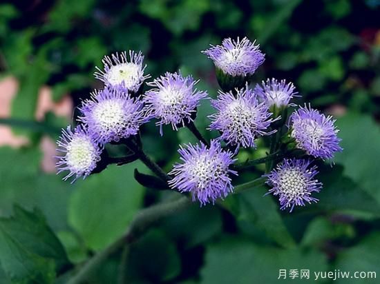 100種常見(jiàn)花卉的栽培大全，送給愛(ài)養花的你(圖33)