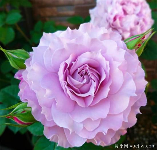 紫色月季花有哪些品種？分享30款紫色月季(圖14)
