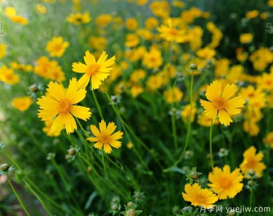 100種常見(jiàn)花卉的栽培大全，送給愛(ài)養花的你(圖35)
