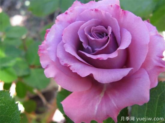 紫色月季花有哪些品種？分享30款紫色月季(圖13)