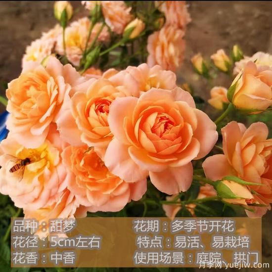 精挑推薦十個(gè)月季花品種，爭奇斗艷形態(tài)顏色各異(圖9)