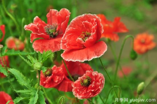 100種常見(jiàn)花卉的栽培大全，送給愛(ài)養花的你(圖36)