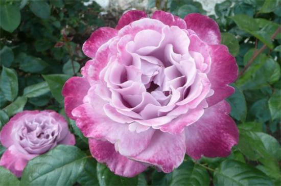 紫色月季花有哪些品種？分享30款紫色月季(圖15)