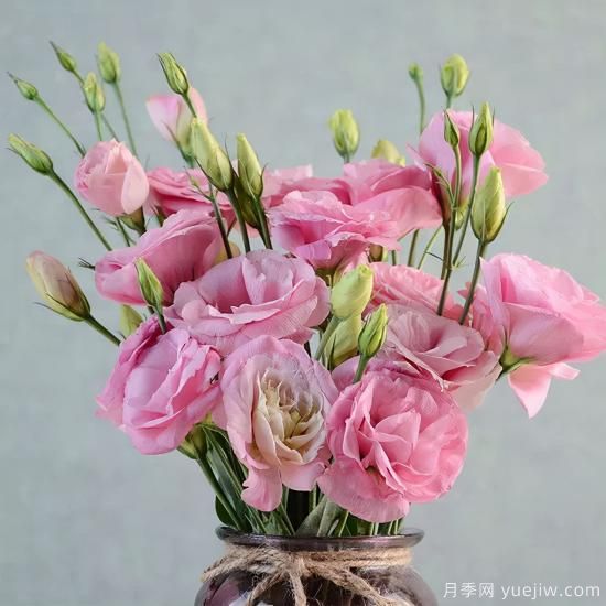 100種常見(jiàn)花卉的栽培大全，送給愛(ài)養花的你(圖37)