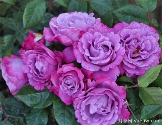 紫色月季花有哪些品種？分享30款紫色月季(圖17)
