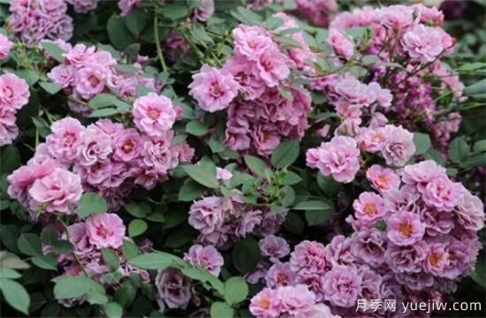 紫色月季花有哪些品種？分享30款紫色月季(圖18)