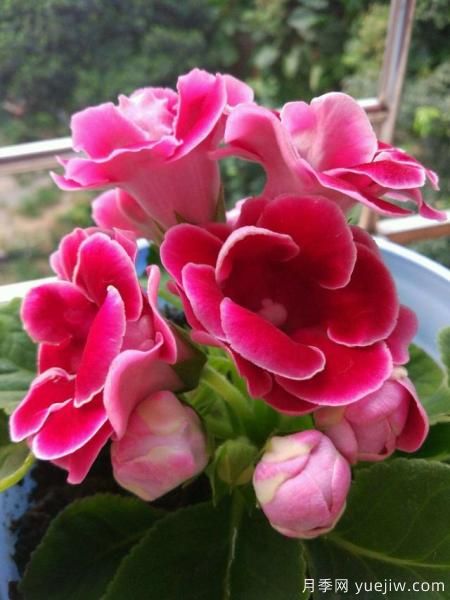 100種常見(jiàn)花卉的栽培大全，送給愛(ài)養花的你(圖38)