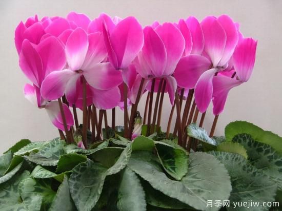 100種常見(jiàn)花卉的栽培大全，送給愛(ài)養花的你(圖39)