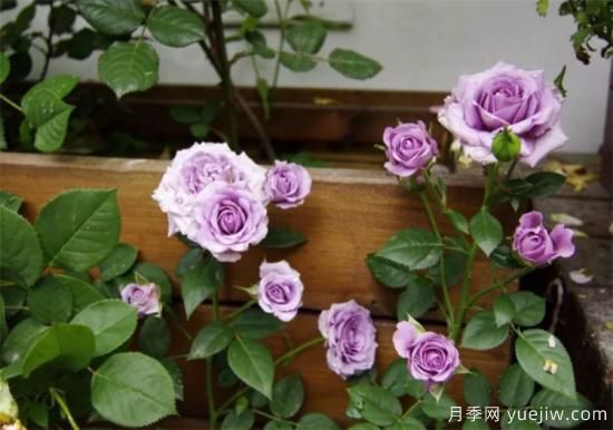 紫色月季花有哪些品種？分享30款紫色月季(圖20)