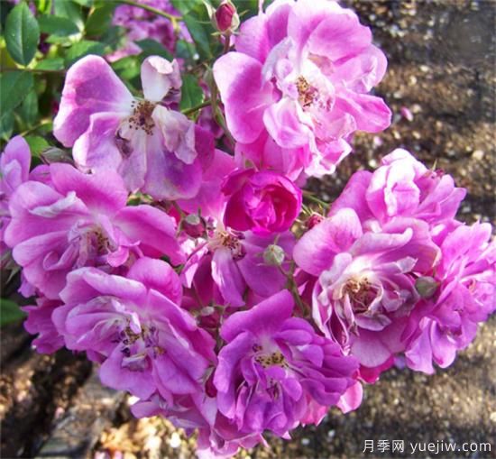 紫色月季花有哪些品種？分享30款紫色月季(圖22)