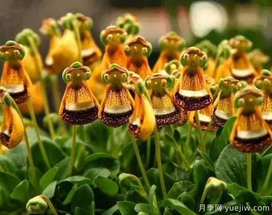 100種常見(jiàn)花卉的栽培大全，送給愛(ài)養花的你(圖41)
