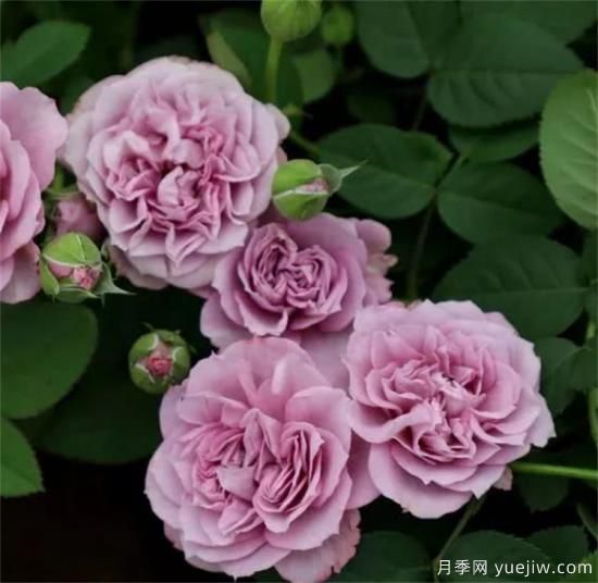 紫色月季花有哪些品種？分享30款紫色月季(圖23)