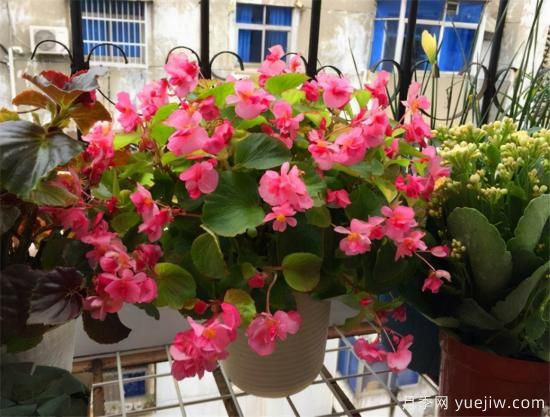 100種常見(jiàn)花卉的栽培大全，送給愛(ài)養花的你(圖42)
