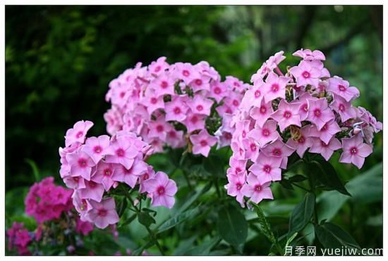 100種常見(jiàn)花卉的栽培大全，送給愛(ài)養花的你(圖43)