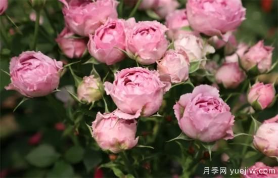 紫色月季花有哪些品種？分享30款紫色月季(圖24)