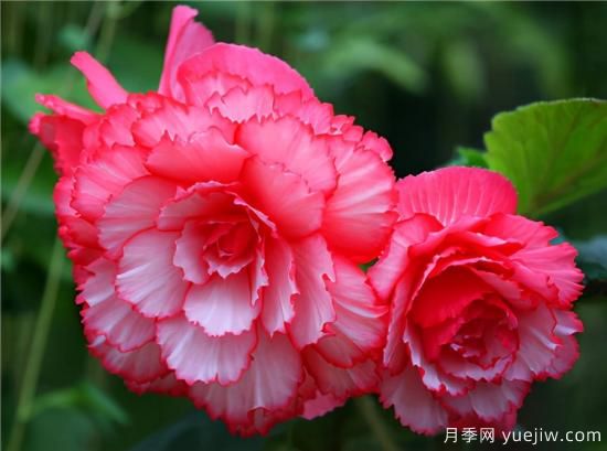 100種常見(jiàn)花卉的栽培大全，送給愛(ài)養花的你(圖44)