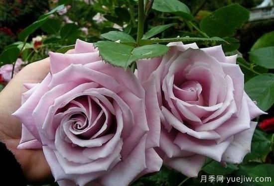 紫色月季花有哪些品種？分享30款紫色月季(圖26)