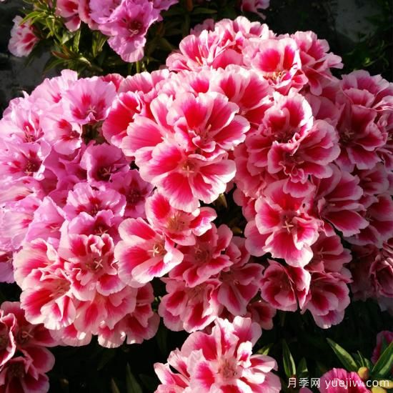 100種常見(jiàn)花卉的栽培大全，送給愛(ài)養花的你(圖45)