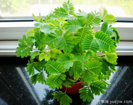 100種常見(jiàn)花卉的栽培大全，送給愛(ài)養花的你(圖47)