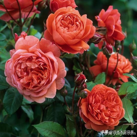 35個(gè)奧斯汀官方推薦的月季品種，抗病強長(cháng)勢好開(kāi)花多花友必選(圖7)