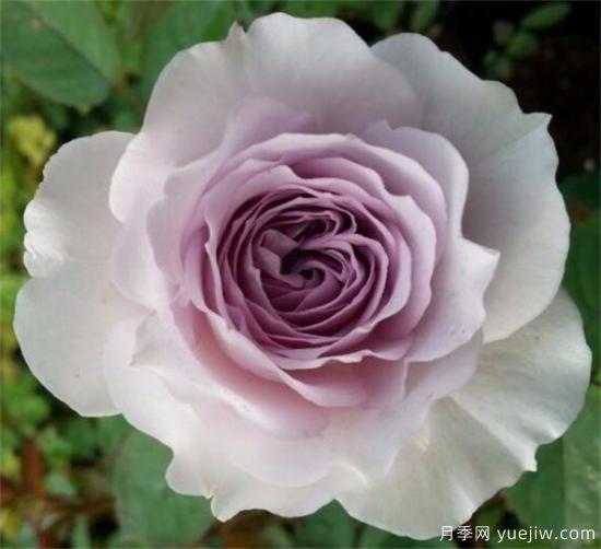 紫色月季花有哪些品種？分享30款紫色月季(圖28)
